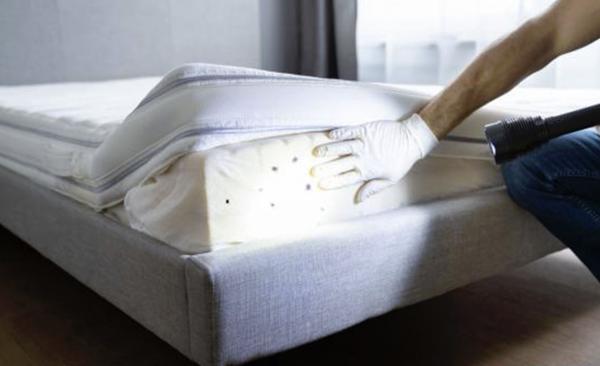 Cimici dei letti in letargo: come sradicarle anche in inverno!