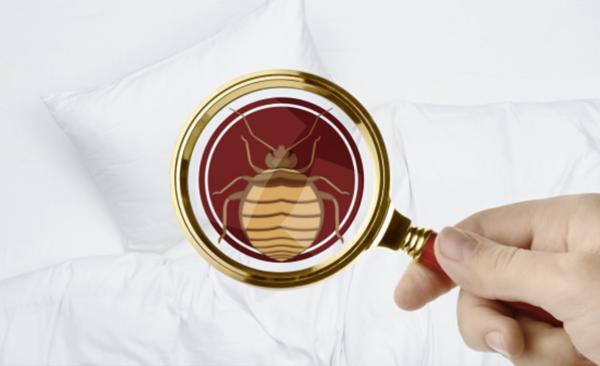 Come si eliminano le cimici dei letti con il vapore secco