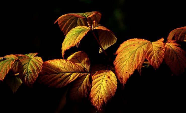 Lecologico contro le allergie autunnali