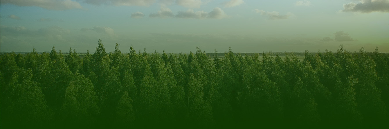 Foresta di alberi verdi